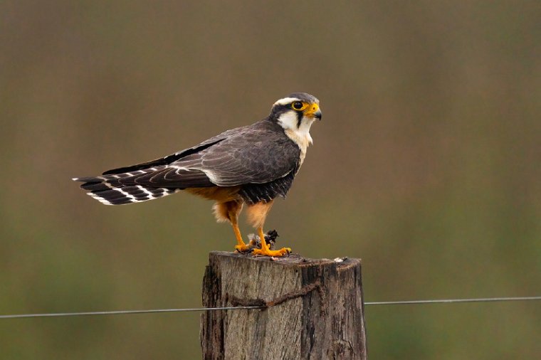 112 Zuid Pantanal, aplomadovalk.jpg
